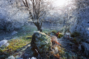 Givre - Auvergne