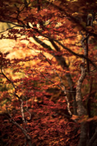 Végétation d'automne - Vallée de Chaudefour