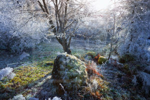 Givre - Auvergne